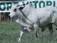 Lote 45