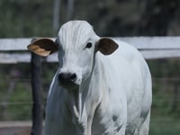 Lote 51