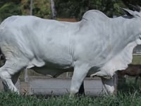 Lote 01