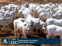 Lote 22C