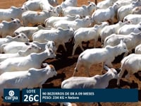 Lote 26C