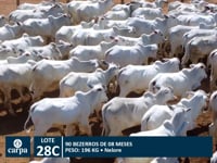 Lote 28C