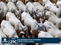 Lote 29C