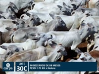 Lote 30C