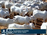 Lote 32C