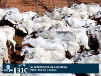 Lote 31C