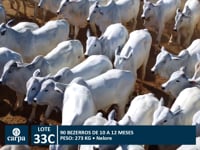 Lote 33C