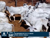 Lote 34C