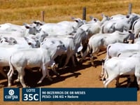 Lote 35C