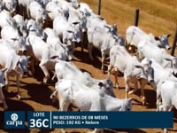 Lote 36C
