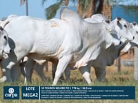 MEGA LOTE 02
