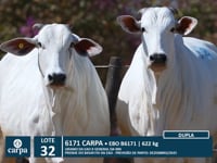 Lote 32