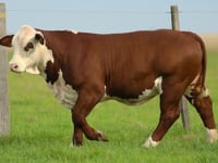 Lote 08A