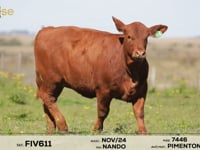 Lote 12