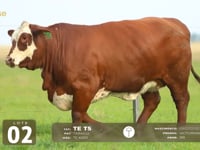 Lote 02
