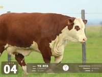 Lote 04