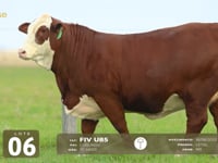 Lote 06