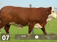 Lote 07