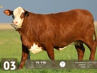 Lote 03