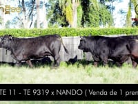 Lote 11