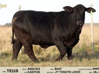 Lote 14