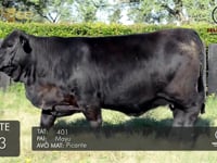 Lote 13