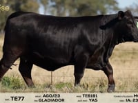 Lote 17