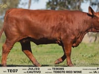 Lote 18