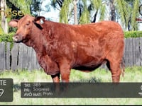 Lote 19