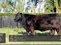 Lote 15