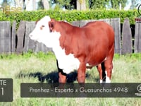 Lote 01