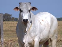 Lote 25