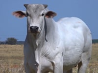Lote 30