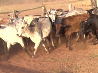 Lote 05A