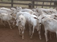 Lote 26J
