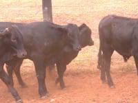Lote 17