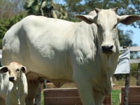 Lote 03