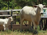 Lote 05