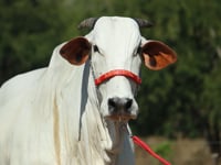 Lote 19
