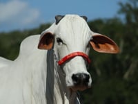 Lote 21