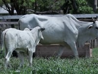 Lote 01