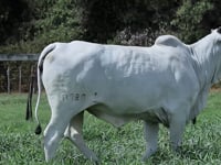 Lote 08