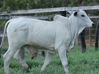 Lote 40