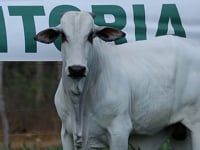 Lote 41