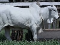 Lote 43