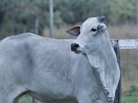 Lote 17
