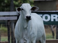 Lote 19