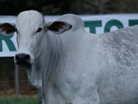 Lote 31