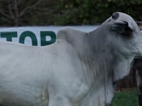 Lote 36