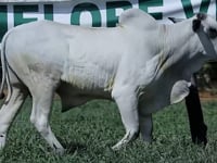 Lote 37